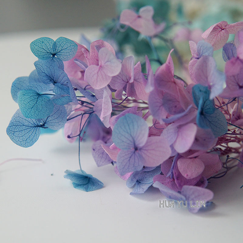 Dried Flower Bulk - Ombre Gradyanlı Kurutulmuş Korunmuş Ortanca Çiçeği