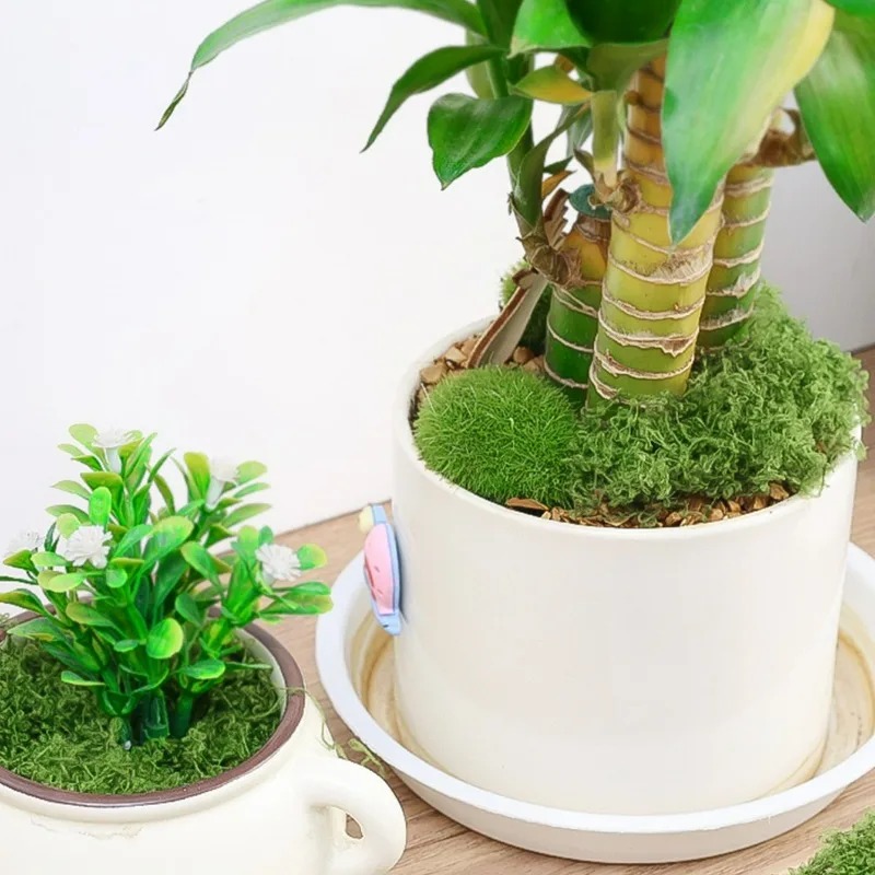 30/300G Yapay Gerçekçi Yosun P - Terrarium Moss Art incelemesi ve fiyatı