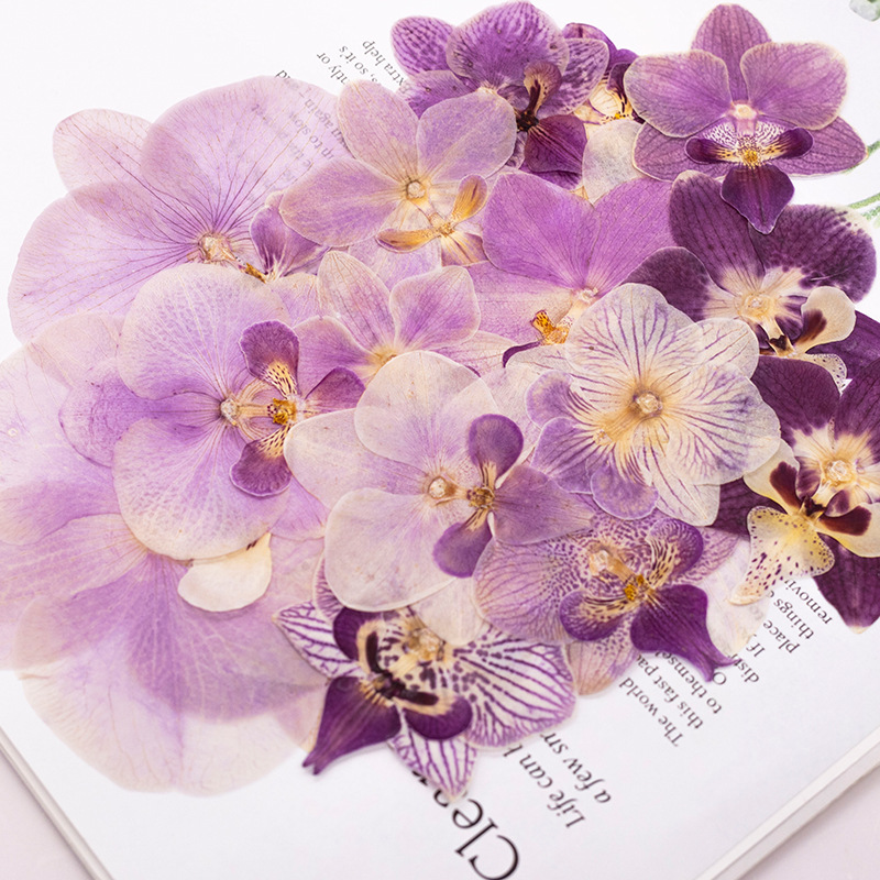 4 adet preslenmiş kurutulmuş P - Dried Flower Bulk incelemesi ve fiyatı